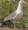 3cy LBBG intermedius in July & August, ringed in Norway. (73514 bytes)